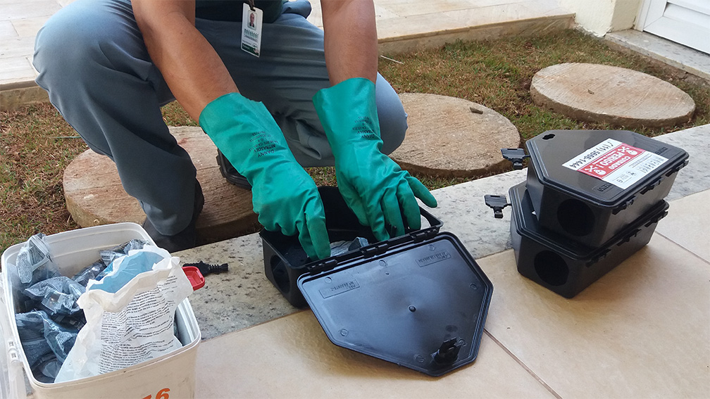 Dedetização de ratos