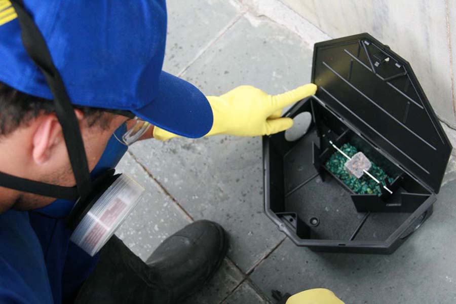 Dedetização de ratos